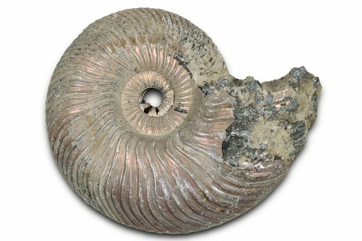 Iridescent, Pyritized Ammonite (Quenstedticeras) Fossil - Russia #336224
